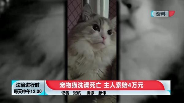 花600元给猫洗澡+SPA然后猫死了